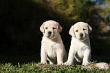 LABRADOR 334
